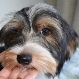Kovu - Black tan and white male Biewer Terrier puppy in California from Skyridge Puppies