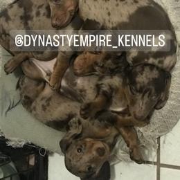 Dachshund Puppies from Dynasty Empire Kennels