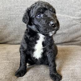 Goldendoodle Puppies from Fiala Goldendoodles