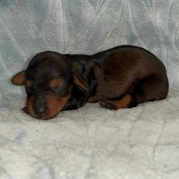 Jeanette - Red female Dachshund puppy in Pilot Point, Texas from Diamond B Doxies
