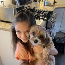 Havanese All Grown Up from Spring Meadow Havanese