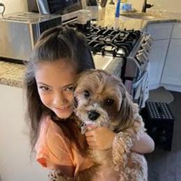 Havanese All Grown Up from Spring Meadow Havanese