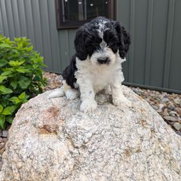 Oreo F1b mini - Black and white male Bernedoodle puppy in Beach City, Ohio from Blue Cloud Doodles