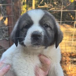 Peaches - White and brown female Newfoundland puppy in Yreka, California from Lisa Kennedy