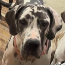 Iris - Great Dane
