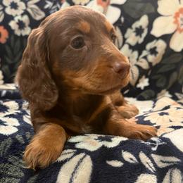 Eddie-AKC - Chocolate and tan male Dachshund puppy in Gerber, California from Red Dirt Doxies