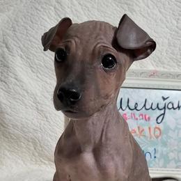 Huzzah - Red sable female American Hairless Terrier puppy in Portland, Texas from Dark Knight Kennel