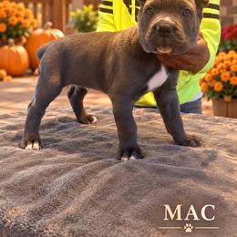 Mac - Gray male Cane Corso puppy in Waxahachie, Texas from A&M Kennels