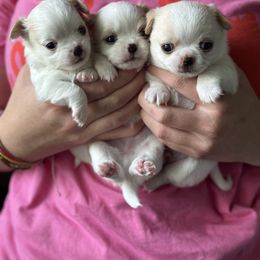 Chihuahua Puppies from BonBon Chihuahuas