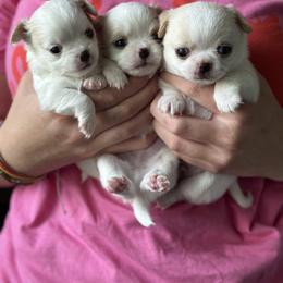 Chihuahua Puppies from BonBon Chihuahuas