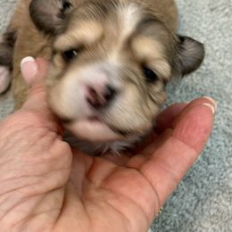 Willow - Red sable female Havanese puppy in Semmes, Alabama from Hayden's Havanese