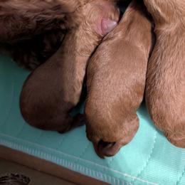 Boy 3 - Red  male Poodle puppy in Willow Spring, North Carolina from Sweet Dream Poodles