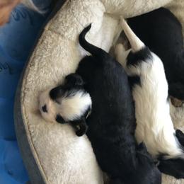 Cavalier King Charles Spaniel Puppies from Lockwood Cavaliers