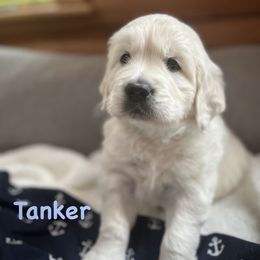 Tanker - Light golden male Golden Retriever puppy in Allendale, Michigan from Teresa Stevens