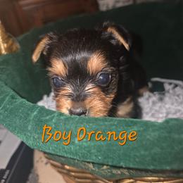Boy Orange - Black and gold male Yorkshire Terrier puppy in St. Louis, Missouri from Yorkieville - Shih Tzu Nation