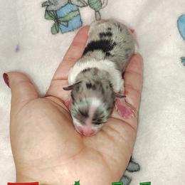 Twinkle - Blue merle female Pomeranian puppy in Illinois from Maribel Poms