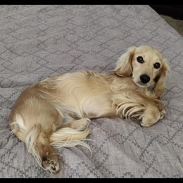 Dachshunds from Love My Dachshunds