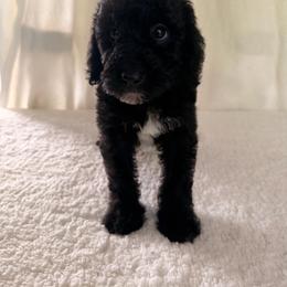 Ladybug - Black female Goldendoodle puppy in Luana, Iowa from Country View Bernedoodles and Goldendoodles