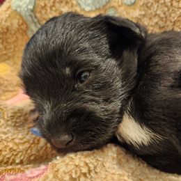 Girl 2 - Miniature Schnauzer puppy in Paducah, Kentucky from Nubby's Legacy Schnauzers of Western KY