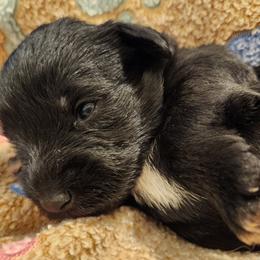 Girl 2 - Miniature Schnauzer puppy in Paducah, Kentucky from Nubby's Legacy Schnauzers of Western KY