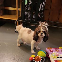 Gypsy - Shih Tzu