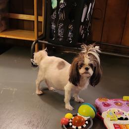 Gypsy - Shih Tzu