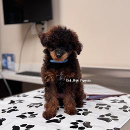 Cavalier King Charles Spaniel, Cavapoo, and Poodle Puppies from Red Skye Puppies