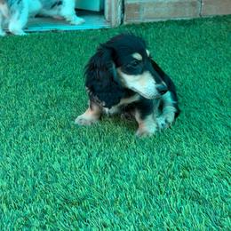 Bobby - Black and cream male Dachshund puppy in Irving, Texas from DFW Dachshunds by G & S