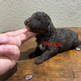 Prince - Brown and white male Aussiedoodle puppy in Oklahoma City, Oklahoma from Foneb Farm - The F1B Farm