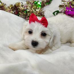 Maxine: OFA parents - White female Coton de Tulear puppy in Westfield, North Carolina from Legacy Pets