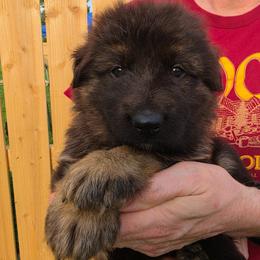 Revere - Black and red male German Shepherd puppy in Columbus, Indiana from Stony Lonesome GSD