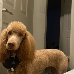 Honey - Poodle