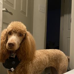Honey - Poodle
