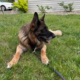 Dona - Black and red female German Shepherd puppy in Lawton, Michigan from Free Indeed Shepherds