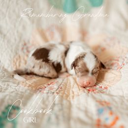 Cookbook - Brown merle female Aussiedoodle puppy in Inman, South Carolina from Dark Corner Doodles