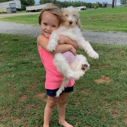 Goldendoodle Puppies from Goldendoodles of Vanhoy Farms
