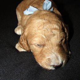 Goldendoodle and Poodle Puppies from David & Patricia Elliott