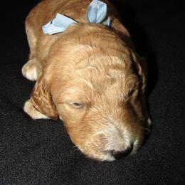 Goldendoodle and Poodle Puppies from David & Patricia Elliott