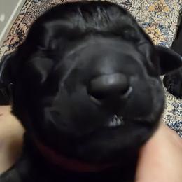 Boy 1 - Black male Labrador Retriever puppy in Theodore, Alabama from Folklore Canine L.L.C