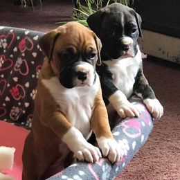 Boxers from KeJu Boxers