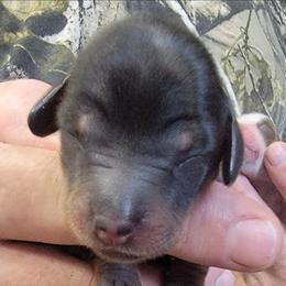 Boy 1 - Black and tan male Dachshund puppy in Paradise, Texas from C and J Minis
