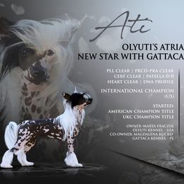 Chinese Cresteds from OLYUTI Chinese Crested Kennel