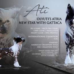 Chinese Cresteds from OLYUTI Chinese Crested Kennel
