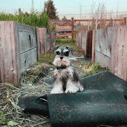 Grace - Miniature Schnauzer