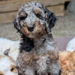 Green Collar - Merle female Goldendoodle puppy in Olympia, Washington from Sinclairdoodles