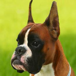 Boxers from Dizara Boxers