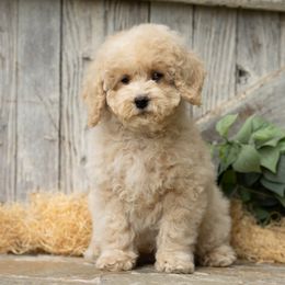 Macaroni - Cream male Cockapoo puppy in Seattle, Washington from Sweet Home Doodles