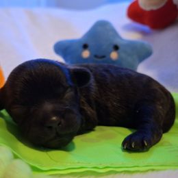 Ash - Brindle male Mal-Shi puppy in Apollo Beach, Florida from Gemstone Exclusive Pups of Florida