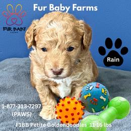 Rain - Apricot male Goldendoodle puppy in Michigan from Fur Baby Farms
