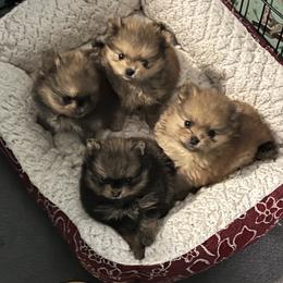 Pomeranian puppies from Perfect Poms